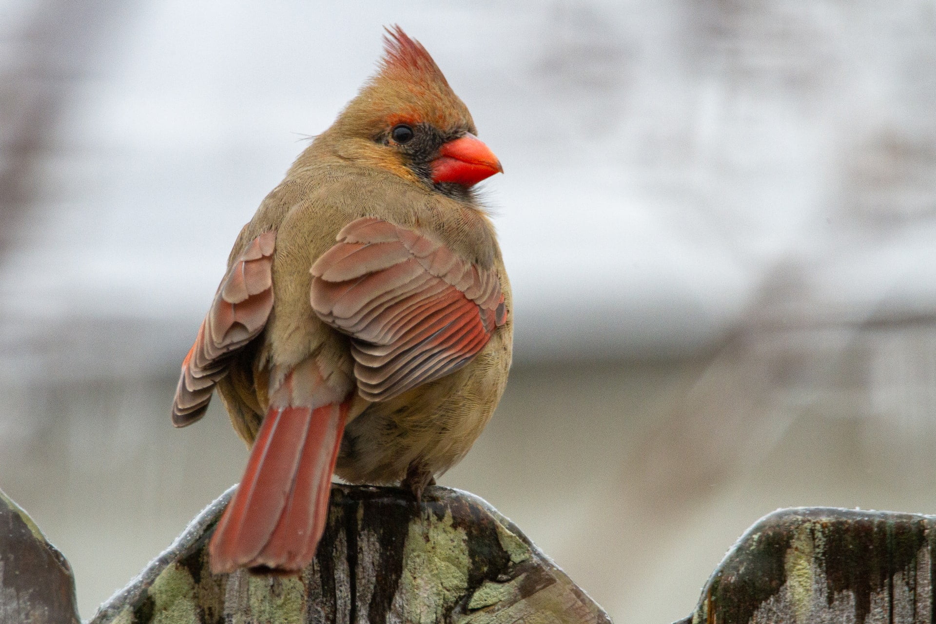 can northern cardinal eat sugarcane