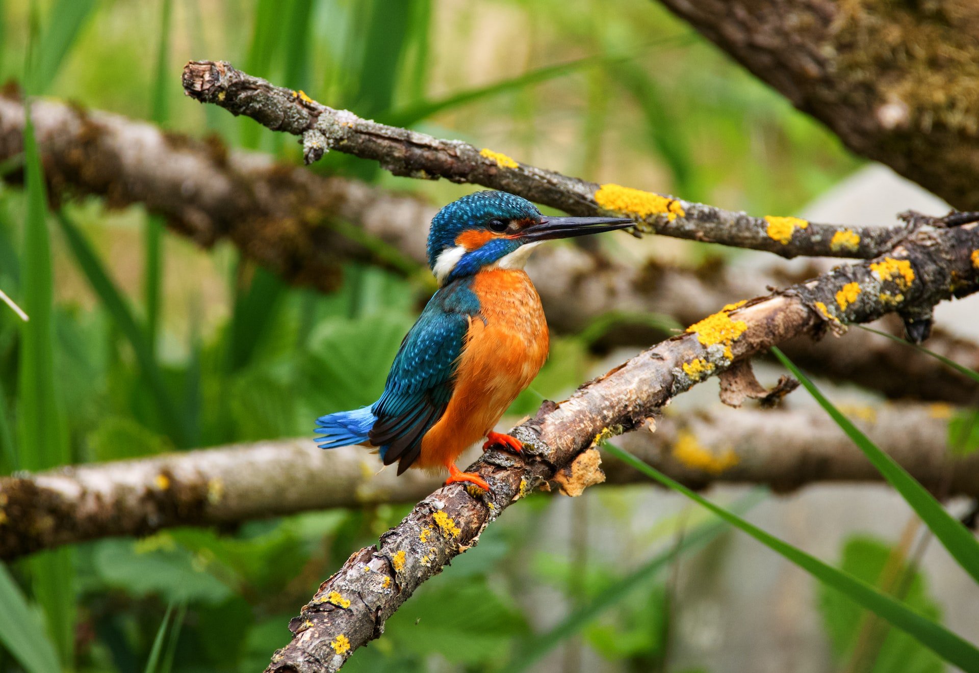can a kingfisher fly backwards