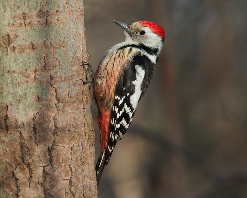 can woodpeckers eat peanut butter