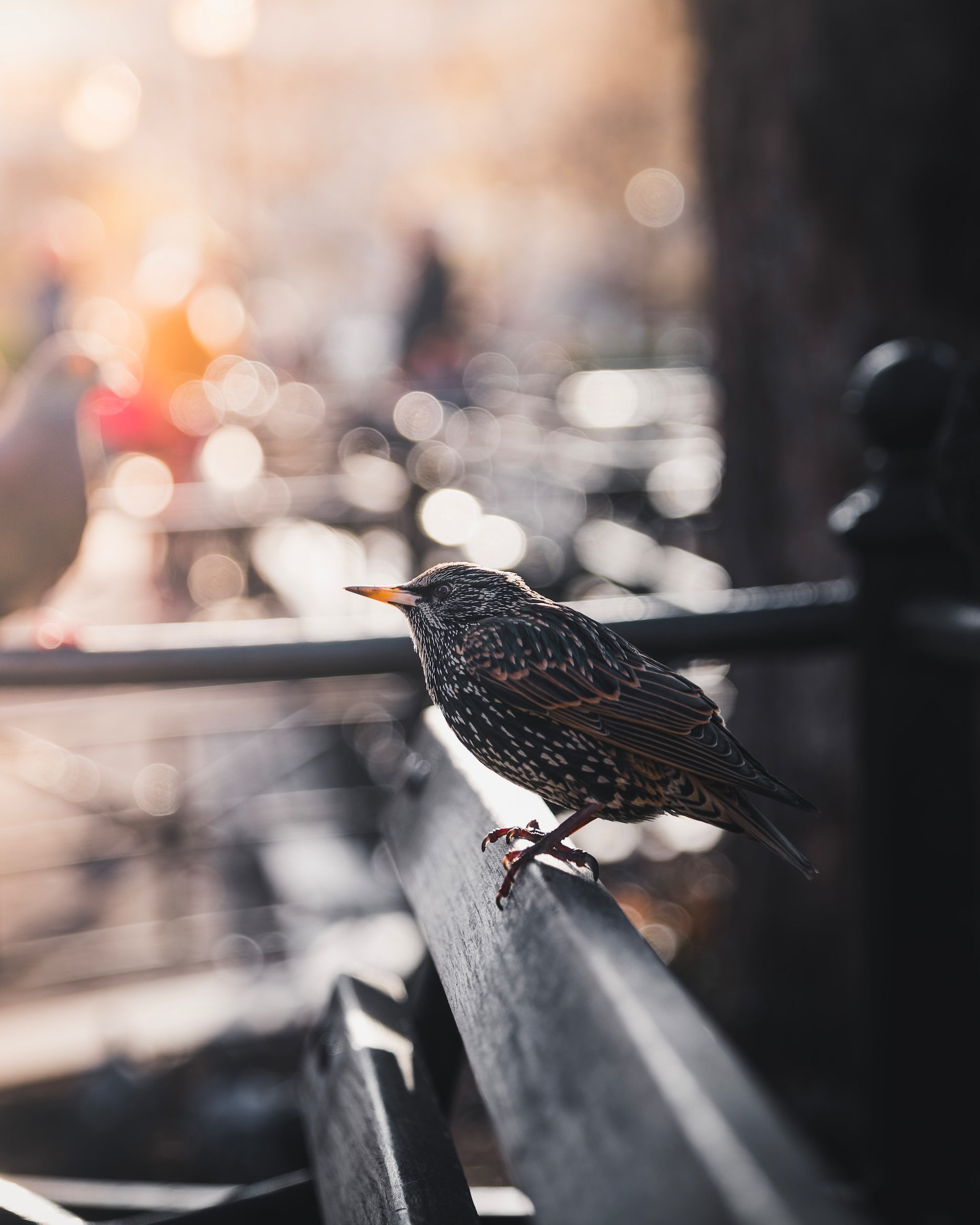 How Long Can a Starling Go Without Food