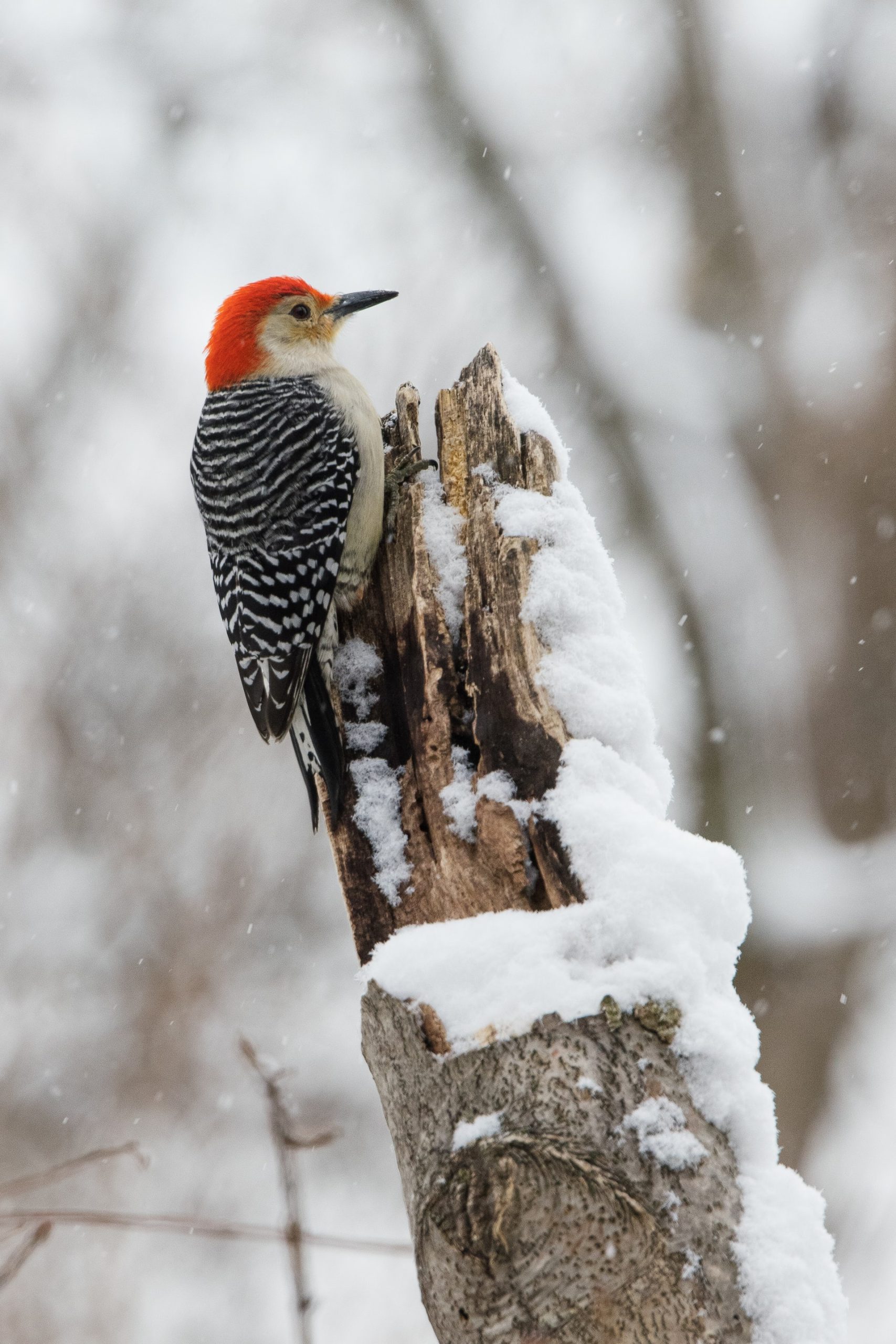 can woodpeckers eat bread