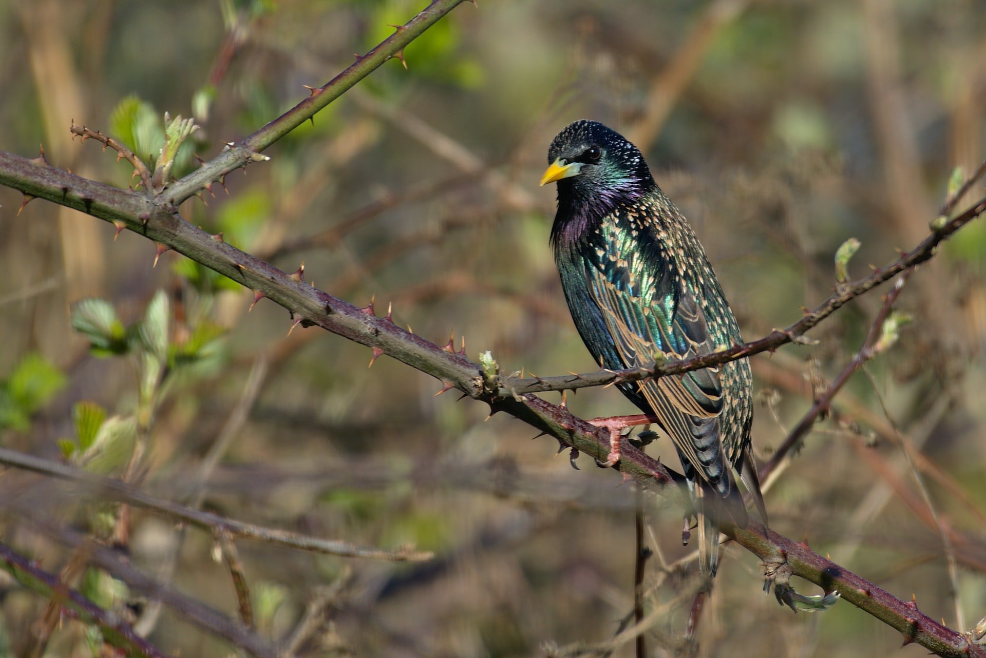 starling vs parakeet