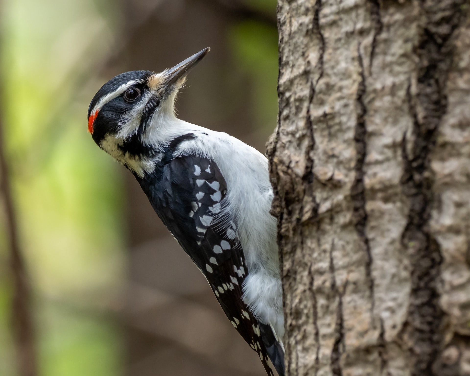 can woodpeckers eat wood