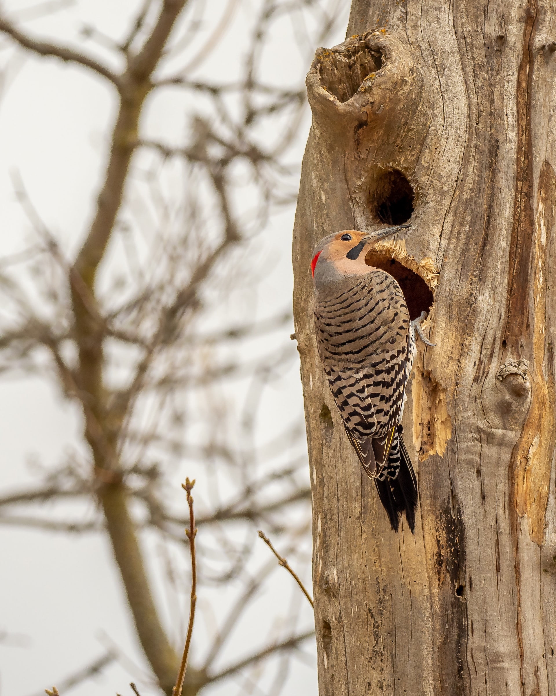 woodpecker vs flicker