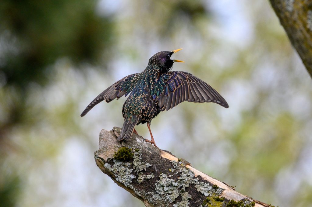 how long can a starling live