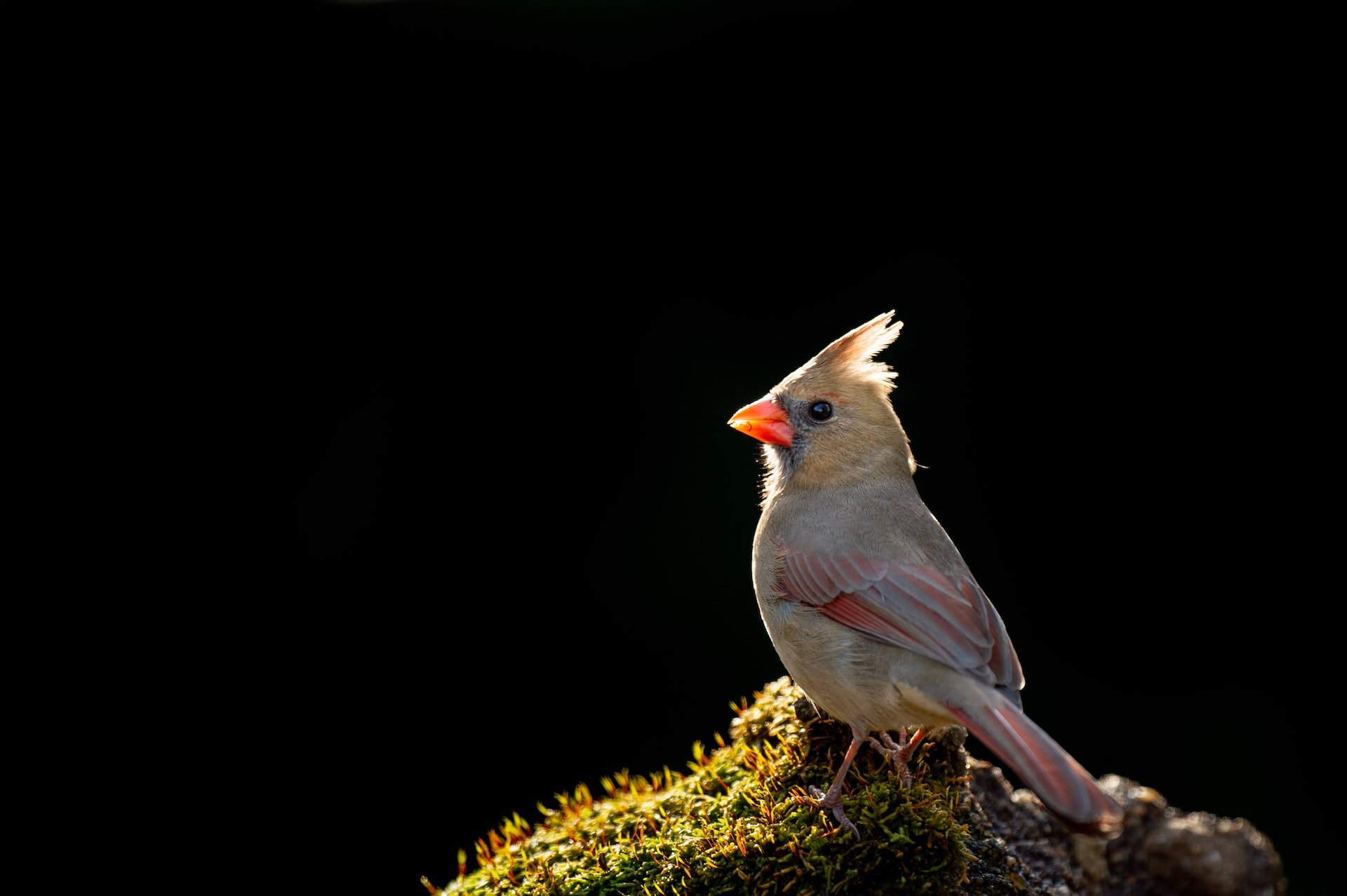 can northern cardinal eat raw eggs