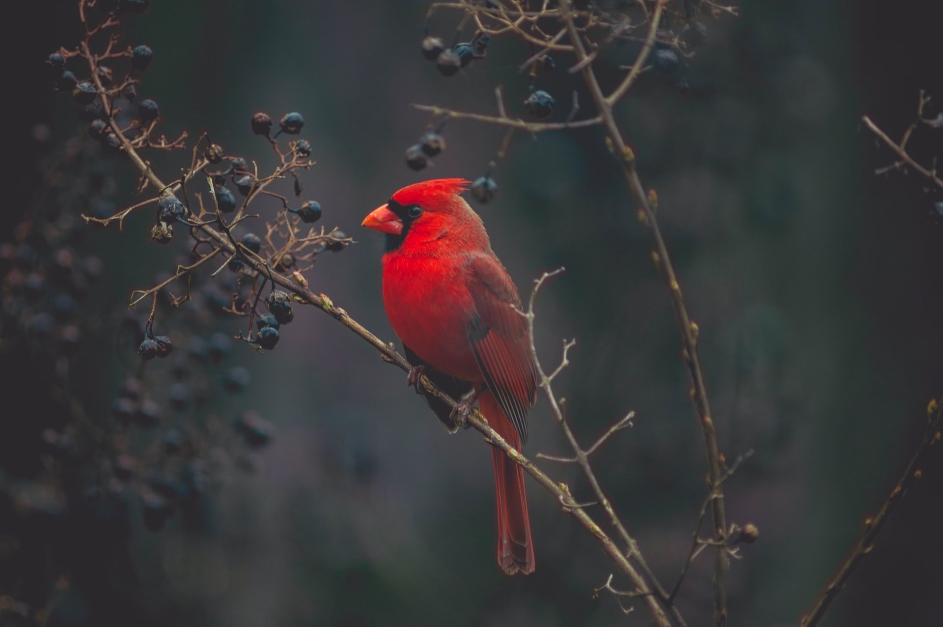can northern cardinal eat potatoes