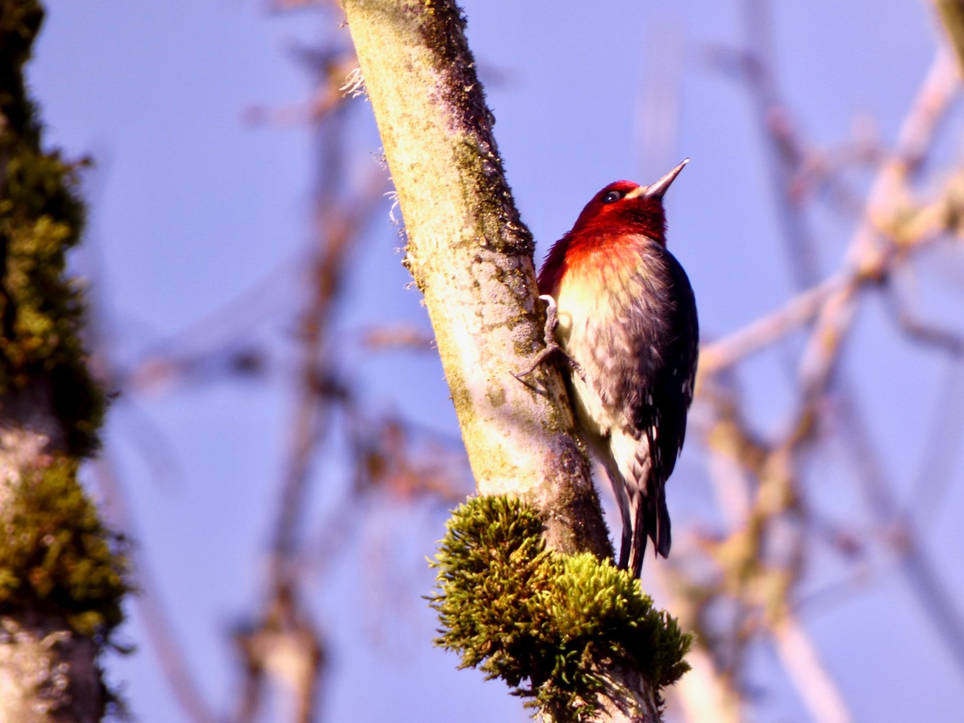 can woodpeckers eat seeds