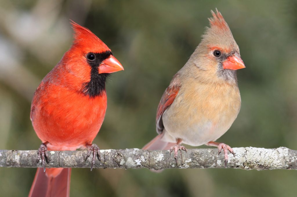 Male and Female Northern Cardinal Birds perched on a branch. Native bird North Carolina, State Bird North Carolina, Red cardinal distinctive red crest