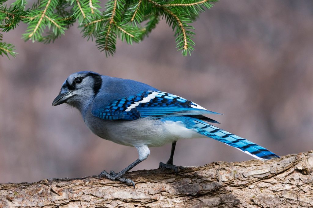 A blue jay is standing on a tree branch. Keeping blue jays as pets