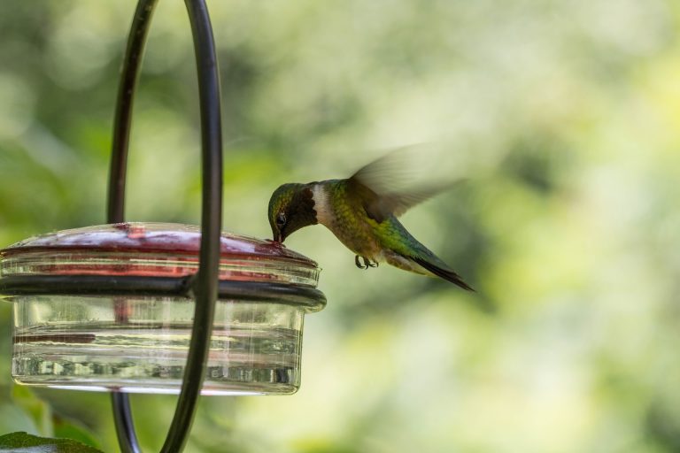 A hummingbird feeding from a feeder. neem oil safe hummingbird