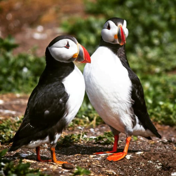 A Little Birdie Told Me